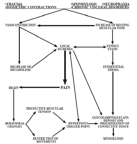 Fig. 1. Formation of hypertonic muscular abnormalities