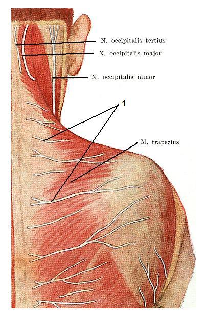 Science of Massage Institute » Science of Trigger Point Therapy Part 2