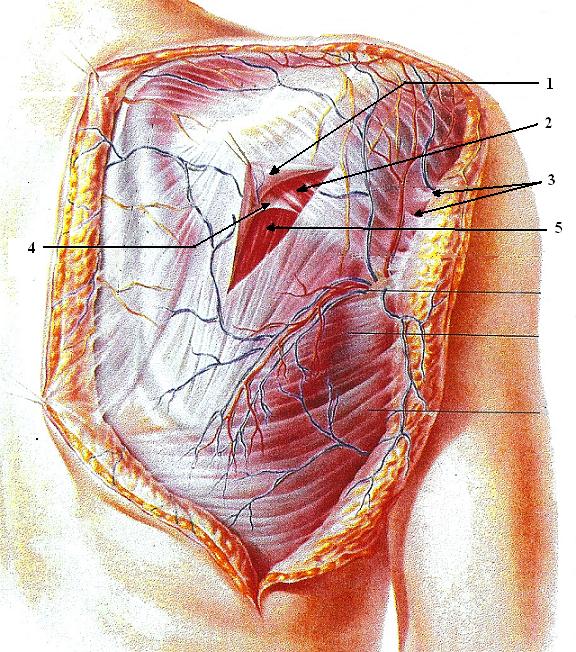 Fig. 1. Arrangement of the soft tissue in the area of the scapula