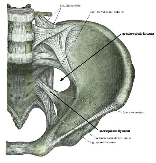 Fig.2. Greater sciatic foramen