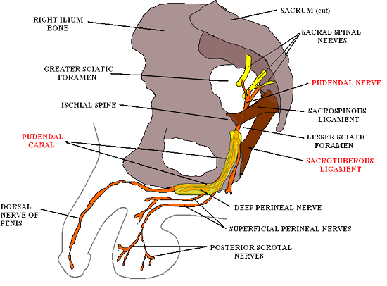 Fig. 1. Pudendal nerve and pudendal canal