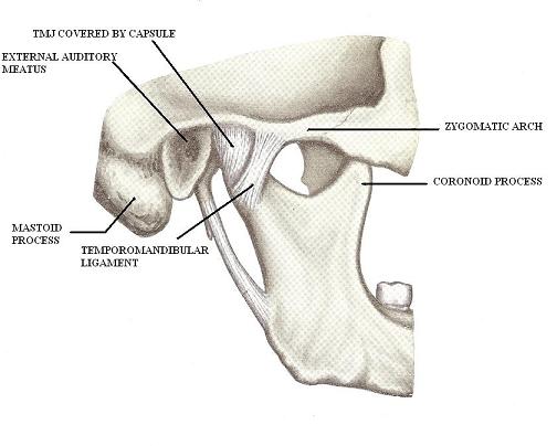 Fig.1. General view of TMJ