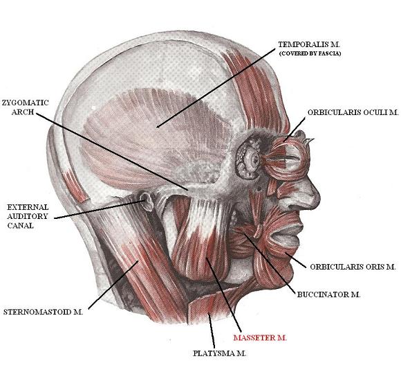 Fig. 4. Anatomy of masseter muscle
