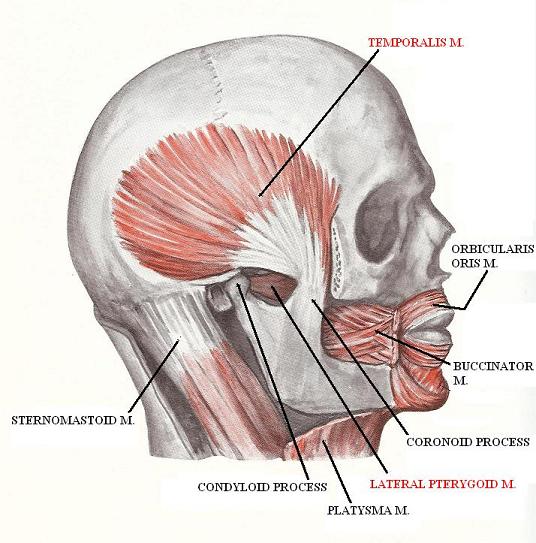 Fig. 5. Anatomy of temporalis muscle