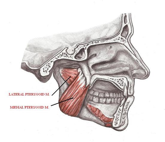 Fig. 6. Anatomy of lateral and medial pterygoid muscles