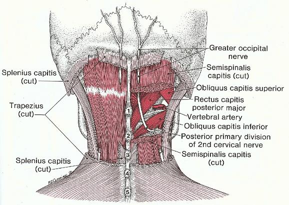 Fig. 2. Anatomical pathway of the occipital nerve (Travel and Simmons, 1988)