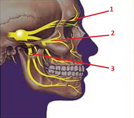 Fig. 4. Trigeminal nerve and pattern of its innervation