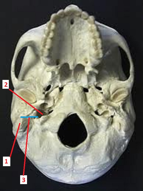 Fig. 4. View of the bottom of the skull