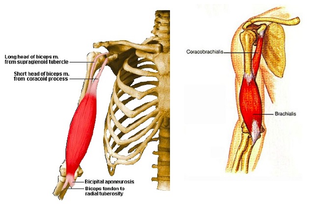 Fig. 1. Anatomy of the biceps brachii and brachialis muscles