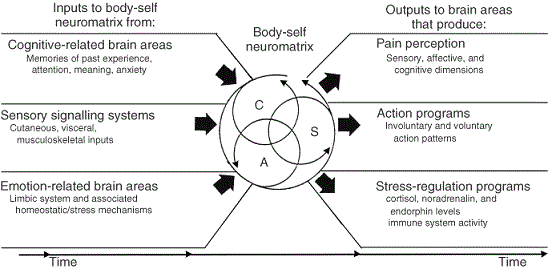 Fig. 1. Neuromatrix Theory of the Pain