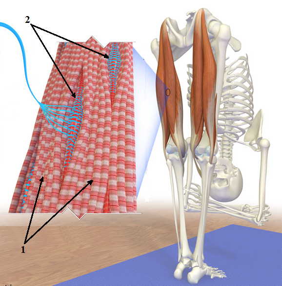Fig. 1. Muscle spindle receptors between myofibrils in the left semitendinous muscle