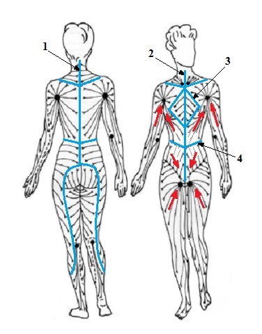 Science of Massage Institute » MLD FOR ASCITES SYMPTOM ... groin bones diagram 