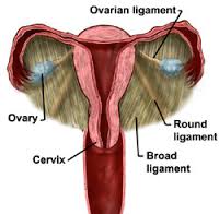 UTERUS1