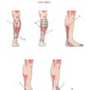 Set 2. Protocol of Connective Tissue Massage - Image 12