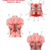 Set 2. Protocol of Connective Tissue Massage