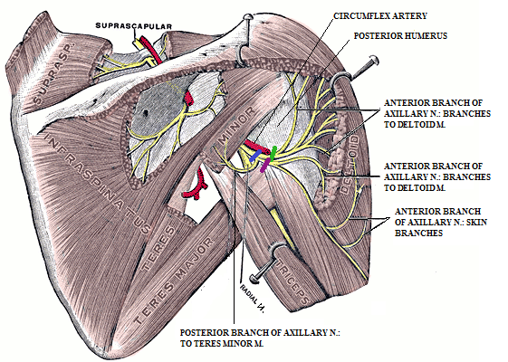 AXILLARY1