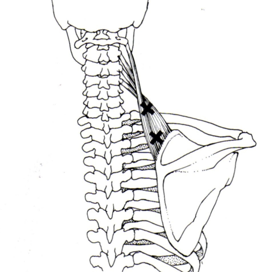 Medical Massage Courses & Certification | Science of Massage Institute ...