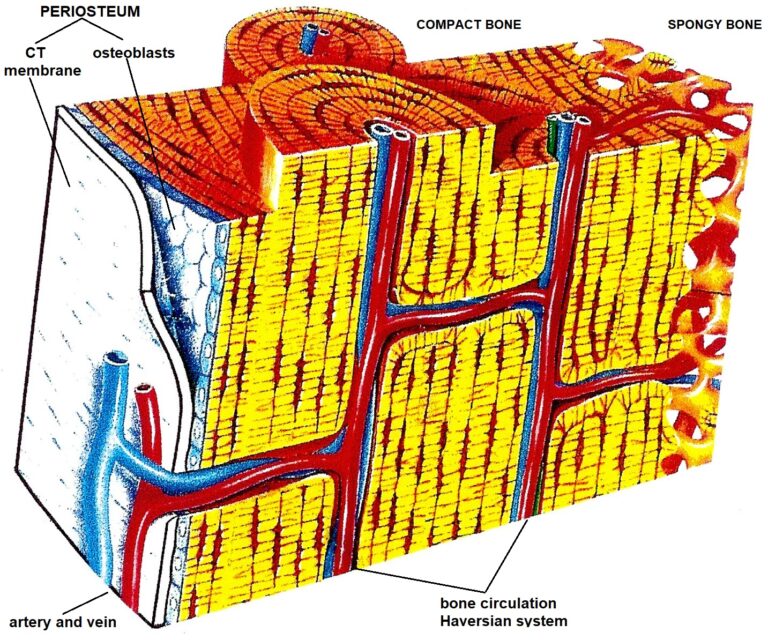 Medical Massage Courses & Certification Science of Massage Institute