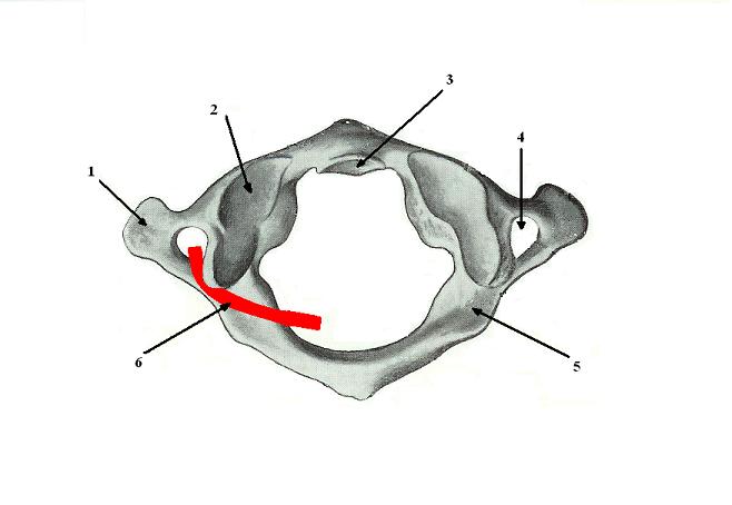 Fig. 3. First cervical vertebra (atlas). Superior view
