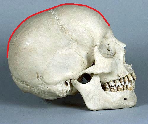 Fig. 3. Lateral view of the skull
