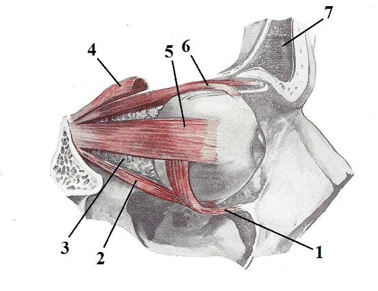 Fig. 6. Extraocular muscles (Kiss, Szentágothai, 1960)