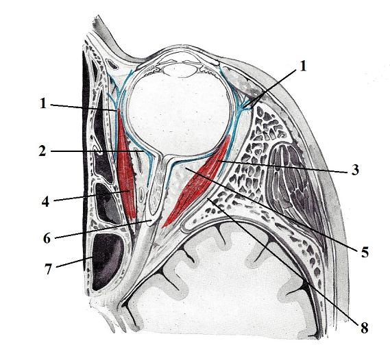 Fig. 7. Cross section of the orbit and eye (inferior view) (Kiss, Szentágothai, 1960)