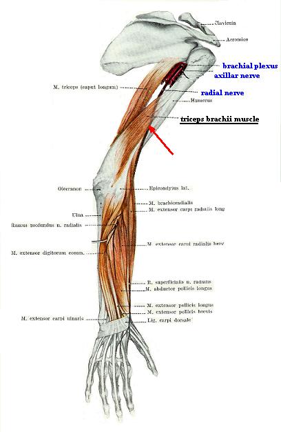 Fig. 1. Pathway of the radial nerve on the upper extremity