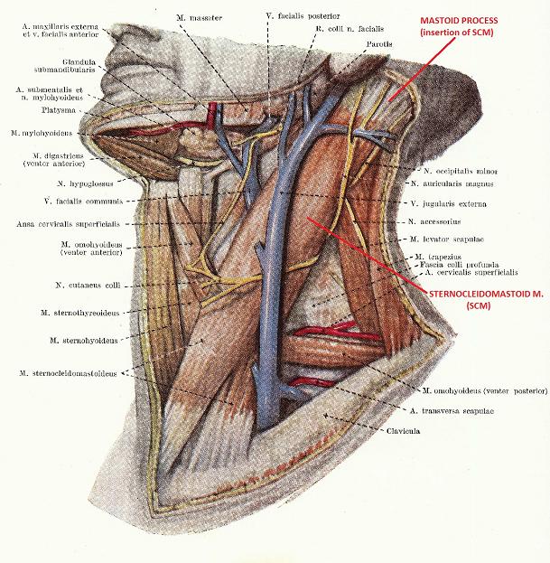 Fig. 1. Superficial lateral neck
