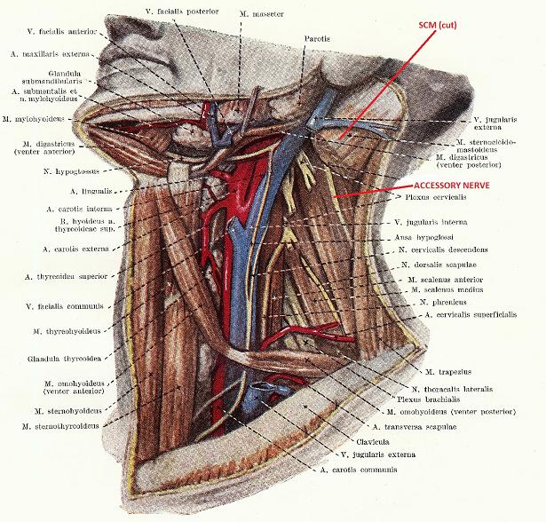 Fig. 2. Middle layer of the lateral neck