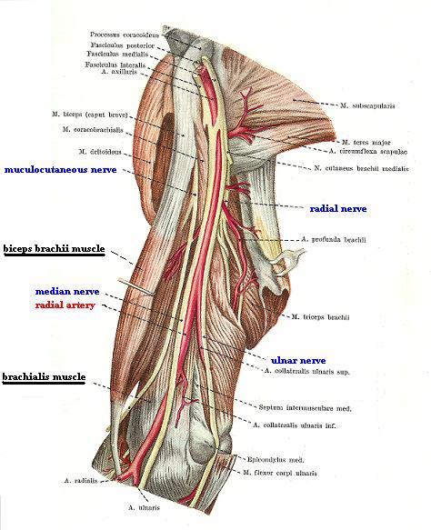 Fig. 2a. Medial surface of the arm (biceps brachii muscle is pulled laterally)