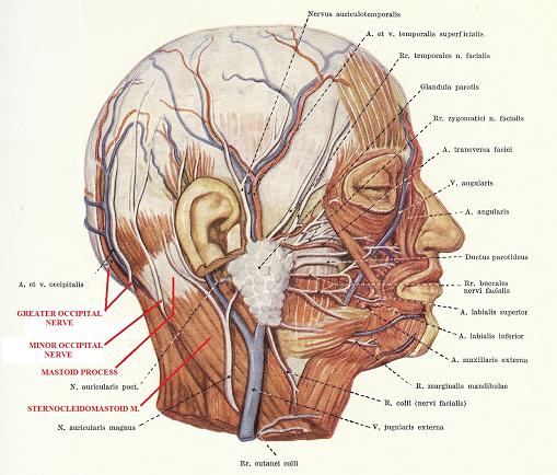 Fig. 3. Area of compression of the lesser occipital nerve