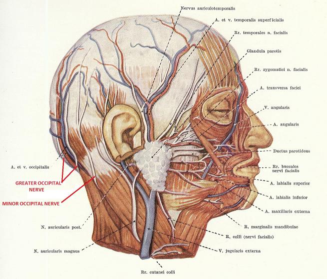 Fig. 3. Anatomical pathway of the lesser occipital nerve