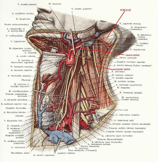 Fig. 3. Deep layer of the lateral neck