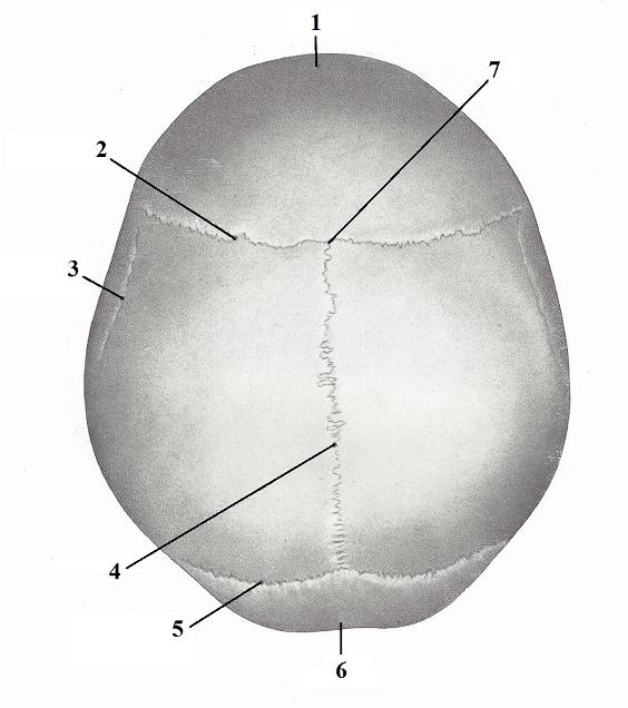 Fig. 4. Cranial sutures (Kiss, Szentágothai, 1960)