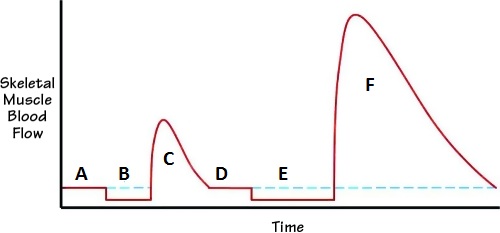 Fig. 1. Reaction of blood circulation in the skeletal muscles to temporary occlusion of the blood flow (Korthuis, 2011)