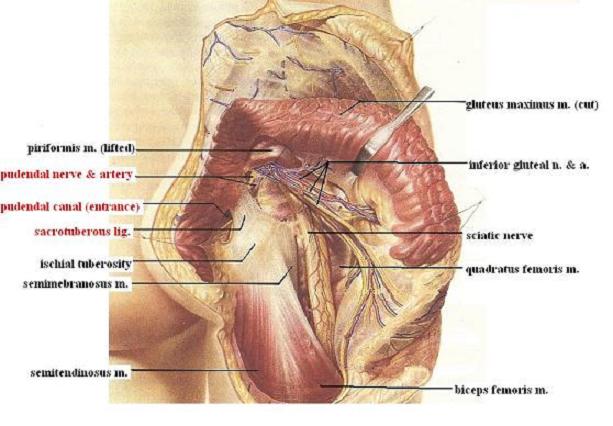 Fig. 2. Right pudendal nerve on the posterior gluteal area