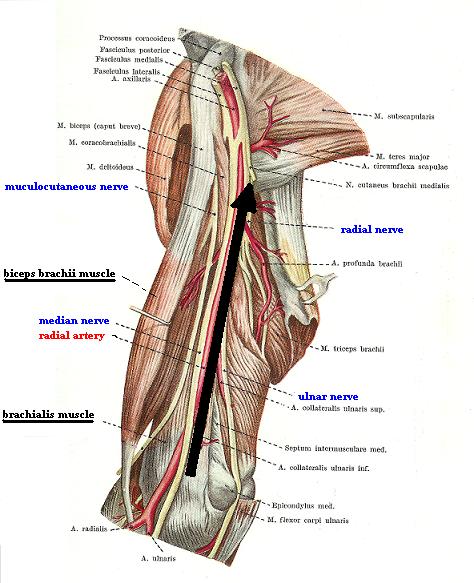 Fig. 2b. Medial surface of the arm (biceps brachii muscle is pulled laterally)