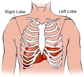 Fig. 1. Anatomical position of the liver in regard to the thoracic cage