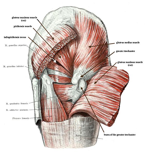 Fig.1. Anatomical arrangement of the PM