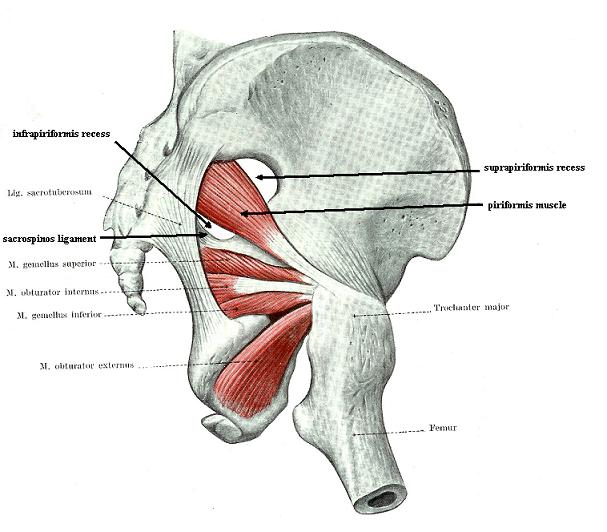 Fig.1. Anatomical arrangement of the PM