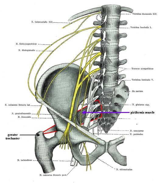 Fig.3. Sacral plexus and PM