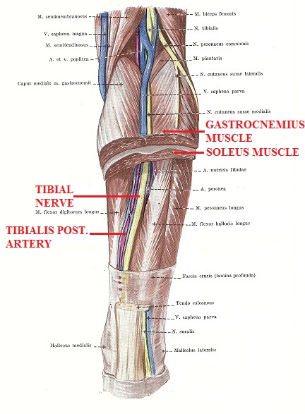Fig. 1. Anatomy of the posterior leg and soleus canal
