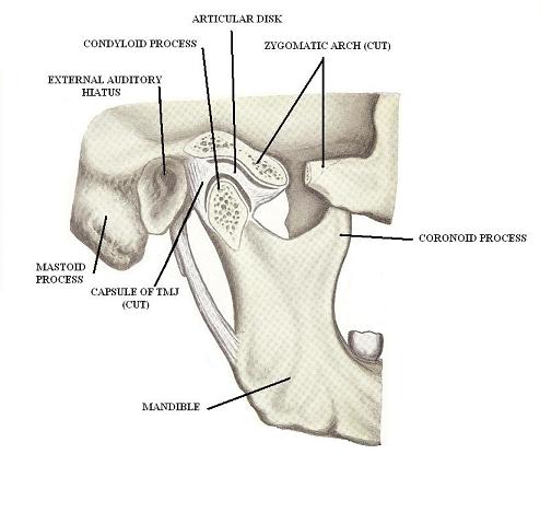 Fig. 3. Inner structure of TMJ
