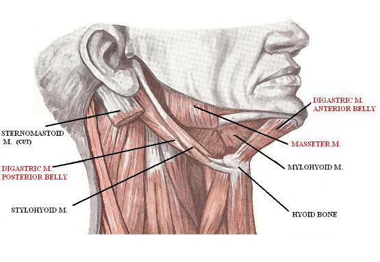 Fig. 7. Anatomy of the digastric muscle