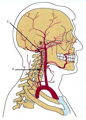 Fig. 2. Anatomy of vertebral arteries