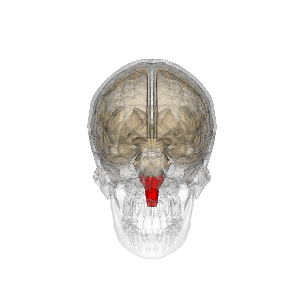 Diagram 3. Medulla oblongata