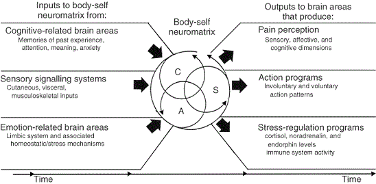Fig. 1. Neuromatrix Theory of Pain