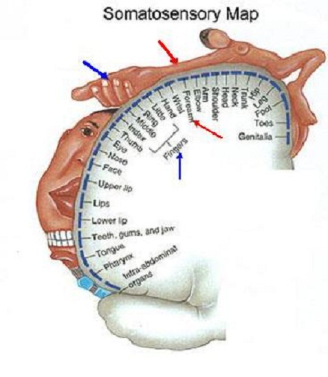 Fig. 1. Somatosensory map of the brain